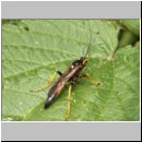 Ichneumon inquinatus - Schlupfwespe m074c 18mm-fdet02b-Joel Valemberg.jpg